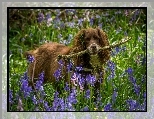 Kwiaty, Spaniel, Patyk, Hiacyntowce